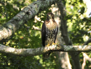 Hawk in back yard